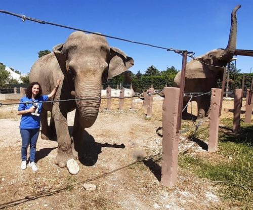 ELEFANTE visita oculistica PINCELLI