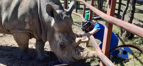 RINOCERONTE ZOO D'ABRUZZO