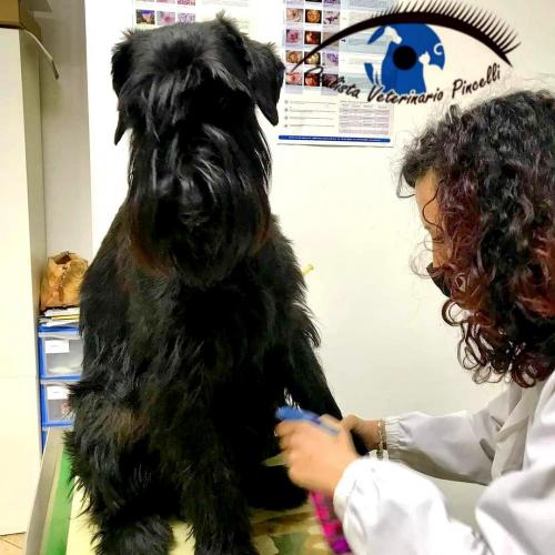 SCHNAUZER GIGANTE 