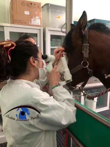 VISITA OCULISTICA CAVALLO FACOLTà MEDICINA VETERINARIA TERAMO