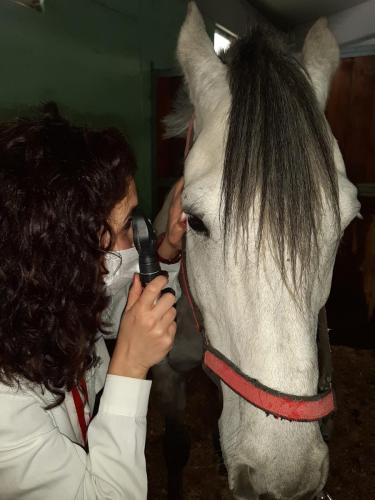 VISITA OCULISTICA CAVALLO