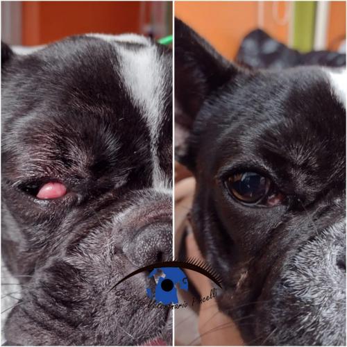 CHERRY EYE bouledogue francese :RISOLUZIONE CHIRURGICA