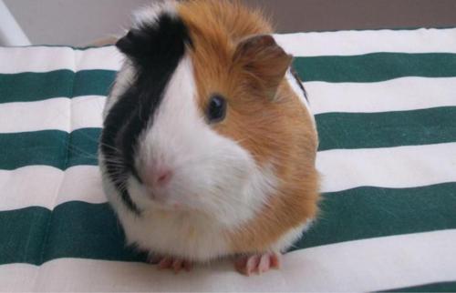 CAVIA