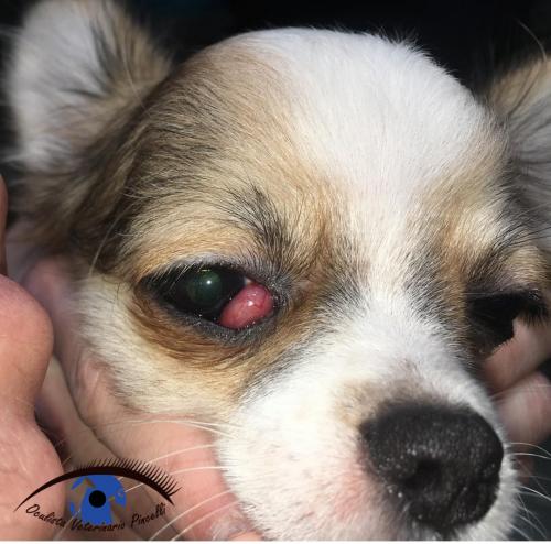 cherry eye