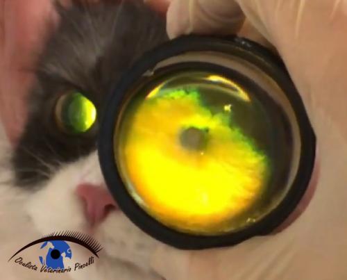 atrofia progressiva della retina GATTO