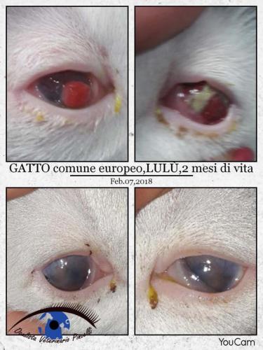 gatto con lesioni da Herpesvirus